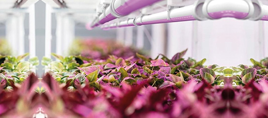 Horticulture